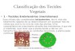 Classificação dos Tecidos Vegetais 1 - Tecidos Embrionários (meristemas) Suas células são consideradas totipotentes, isto é, elas são totalmente capazes
