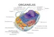 ORGANELAS. Ribossomos Organela não-membranosa (proteínas e RNAr) Universal (encontrada em todas as células) Síntese protéica Forma polirribossomos
