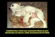 Cadelinha ficou imóvel para amamentar filhote de gato abandonado em Zamora, cidade da Espanha (25/07/2000)