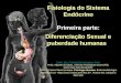 Fisiologia do Sistema Endócrino Primeira parte: Diferenciação Sexual e puberdade humanas Profa. Dra. Cristina Maria Henrique Pinto Profa. Adjunto do Depto