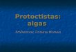 Protoctistas: algas Professora: Rosana Moraes. Polêmicas sobre o reino Protoctista O reino Proctista é polifilético, isto é, seus principais representantes,