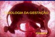 FISIOLOGIA DA GESTAÇÃO Fisiologia II. GESTAÇÃO  Intervalo compreendido entre a fecundação do óvulo e a expulsão do(s) feto(s)