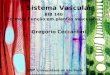 USP Universidade de S£o Paulo BIB 140 Forma e Fun§£o em plantas vasculares Sistema Vascular Greg³rio Ceccantini