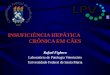 INSUFICIÊNCIA HEPÁTICA CRÔNICA EM CÃES Rafael Fighera Laboratório de Patologia Veterinária Universidade Federal de Santa Maria