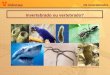Ciências Os invertebrados Invertebrado ou vertebrado? Fonte: Banco de imagens da Rede Pitágoras 2008