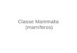 Classe Mammalia (mamíferos). - Mandíbula formada por um único osso, o dentário - Outros dois ossos da mandíbula (quadrado e articular), presentes nos