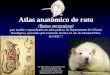Atlas anatômico de rato (Rattus norvergicus) para auxiliar o aprendizado em aulas práticas do Departamento de Ciências Fisiológicas, aprovadas pela Comissão