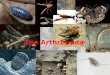 Filo Arthropoda. Artrópodos Maior grupo de espécies do Reino Animal Segmentados (pelo menos nos estágios embrionários) Sistema nervoso ganglionar com