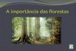 A importância das florestas