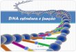 DNA -estrutura e função