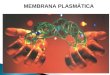 Membrana plasmática 8º ano ricardo mateus