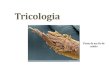 Tricologia 110414082015-phpapp01