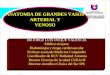 ANATOMIA DE GRANDES VASOS ARTERIALES Y VENOSOS DR DUQUE