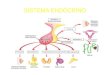 Fisiologia Humana 8 - Sistema Endócrino