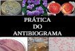 Antibiograma micro 01