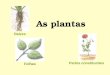 As partes das plantas