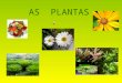 As  plantas