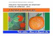 A nossa laranjeira - Projeto: Estudando os Vegetais"