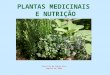 Plantas Medicinais E NutriçãO