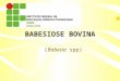 BABESIOSE BOVINA - Bovinocultura