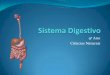 (7) - 2008 - 2009 - 9º Ano - Organismo em Equilíbrio - Sistema Digestivo