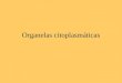 Organelas citoplasmáticas