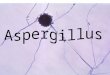 Aspergillus é um gênero de cerca de 200