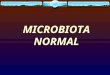 Aula - Microbiota Normal