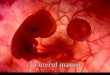 Dezvoltarea embrionara