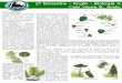 Biologia A - Pterid³fitas, Gimnospermas e Angiospermas