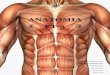 Trabalho de Anatomia (Tecido Muscular)