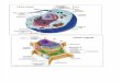 Bioquimica estrutura celulares