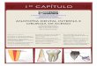 Anatomia Interna Dental ProApice