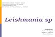 Leishmania sp. - Leishmaniose