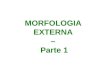 MORFOLOGIA EXTERNA 1