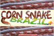 Apostila Corn Snake