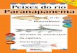 Guia de Peixes Do Rio Paranapanema 2. Ed