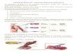 Contração muscular - sistema cardiovascular.pdf