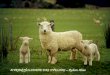 A tranquilidade das ovelhas - Rubem Alves