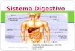 Sistema digestivo - Denise Guimarães