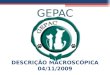 Gepac Macro 04 11