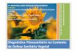 IV WSF, Vilhena -Valmr Duarte - Diagnóstico Fitossanitário no Contexto da Defesa Sanitária Vegetal