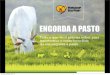 [Palestra] Miguel Cavalcanti: Abertura Workshop BeefPoint Engorda a Pasto outubro/2013