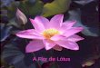 A flor de lótus - Osho