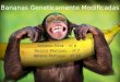 Bananas Geneticamente Modificadas