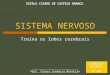 04 Sn Treina Os Lobos Cerebrais Cerebrais Tc 0809
