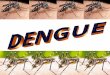 Slides sobre dengue para eproinfo