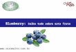 Conheça o Blueberry: fruta rica em benefícios para a saúde