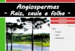 V.4 Angiospermas - raiz, caule e folha
