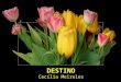 Destino - Cecília Meireles